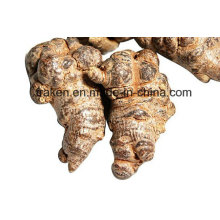 High Quality Notoginseng Extract
